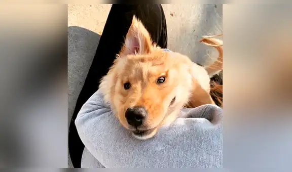 Rae, la perrita ‘unicornio’ que ha cautivado en las redes por su peculiar apariencia [VIDEO]