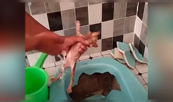 Escucha desgarradores ruidos de bañera, la destruye y encuentra insólita criatura [VIDEO] 