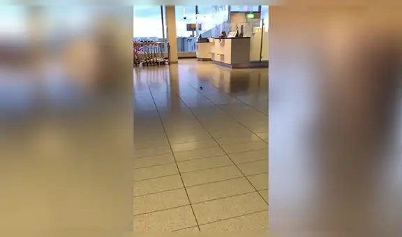 Ratón es captado recorriendo desolados pasillos de aeropuerto [VIDEO]