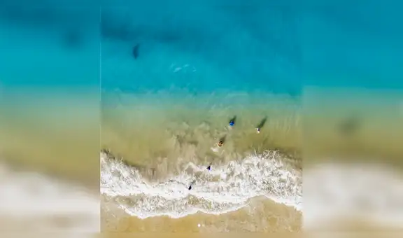 Se toman foto dentro del mar y cámara capta a enorme criatura acechando a bañistas [VIDEO]