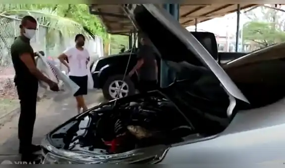 Escucha misteriosos ruidos dentro de su auto, lo revisa y encuentra una enorme criatura [VIDEO]