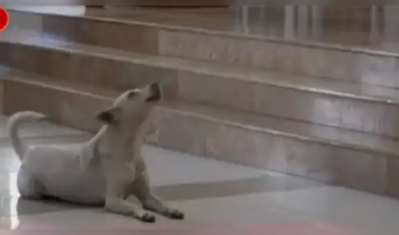 Facebook viral: perro se roba el show en iglesia de Tumbes al “cantar” al ritmo de coro [VIDEO]