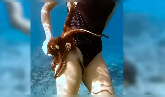 YouTube viral: joven buzo se topa con un pulpo y este se aferra a su muslo [VIDEO]