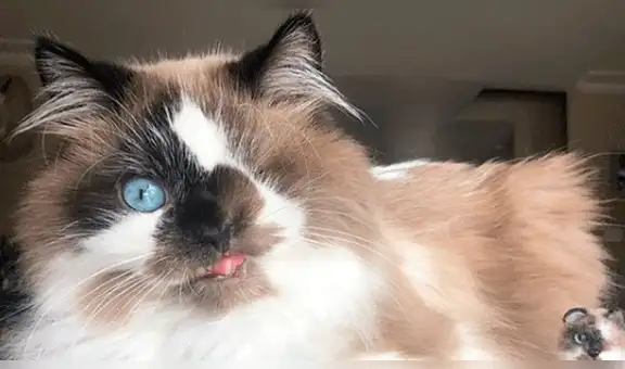 Cricket, el gato tuerto que escapó de la eutanasia y ahora es una sensación en las redes [FOTOS]