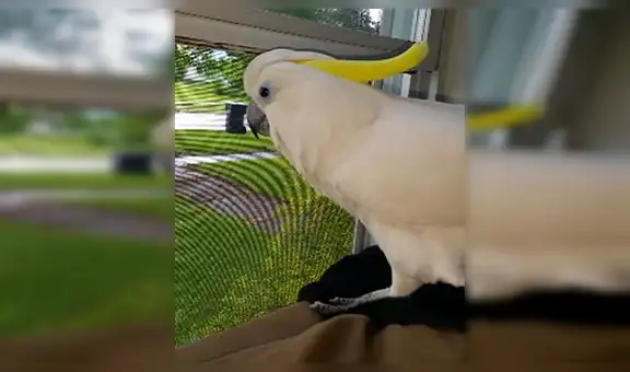YouTube: cacatúa que se comporta como perro es toda una sensación en las redes sociales [VIDEO]