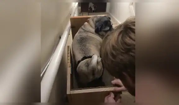 Mujer construye mecanismo para que sus perros ancianos suban con facilidad las escaleras [VIDEO]