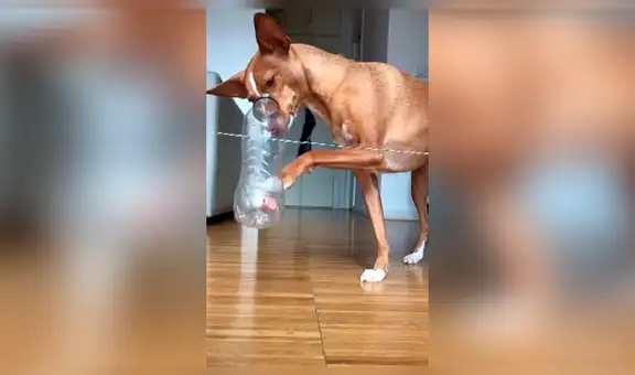 Perro supera complicado juego creado por su dueña y sorprende con su destreza [VIDEO]