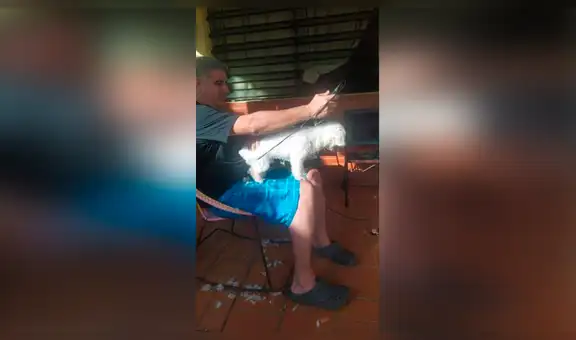 Hombre corta el pelo de sus mascotas de forma improvisada y obtiene un curioso resultado [FOTOS]