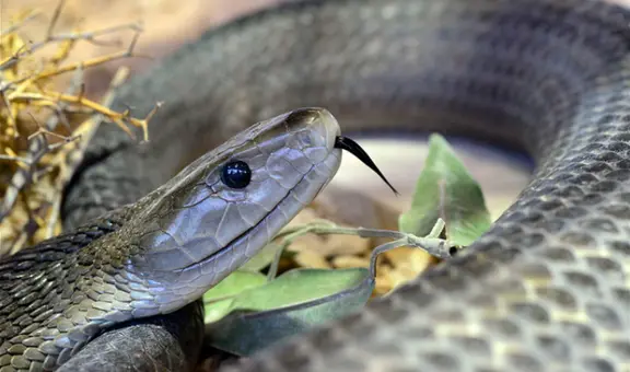 Menor muere tras ser mordida por una de las serpientes más venenosas del mundo en salón de clases