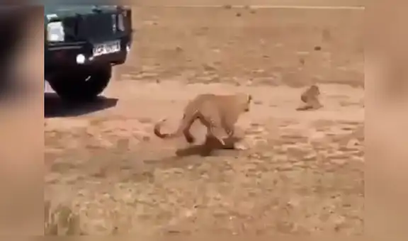 Bebé jabalí es atrapado por feroz leopardo y su madre se enfrenta a depredador para rescatarlo [VIDEO]