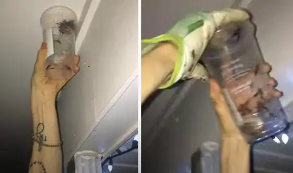 Mujer descubre enorme avispa que cargaba a sus crías sobre su lomo [VIDEO]