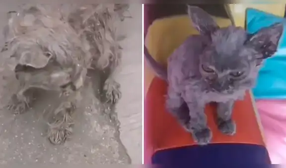 Encuentra a gato callejero hambriento en plena calle, lo adopta y ahora luce irreconocible [VIDEO]