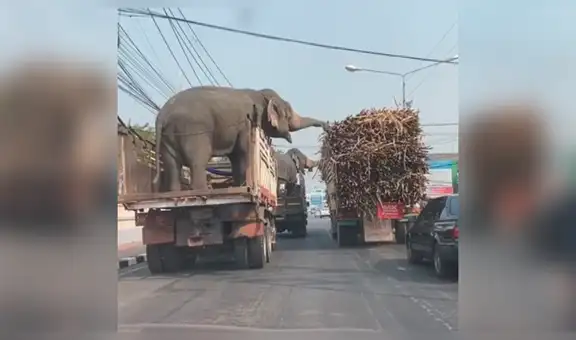 Elefantes son llevados en camión y se comen caña de azúcar de vehículo que pasaba cerca [VIDEO]