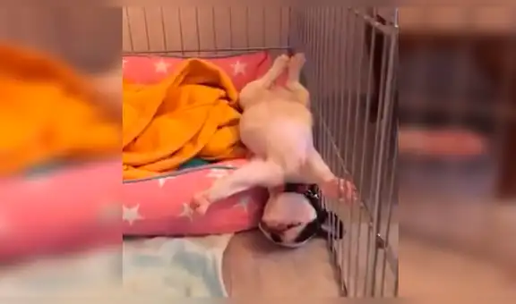 Joven piensa que su perro está ‘muerto’, se acerca y descubre la verdad [VIDEO] 