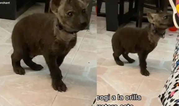 Hombre rescata un ‘perrito’ en la carretera, pero al llegar a casa nota que es una hiena