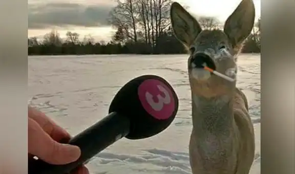 Twitter: Ciervo se convierte en meme tras “entrevista” en TV