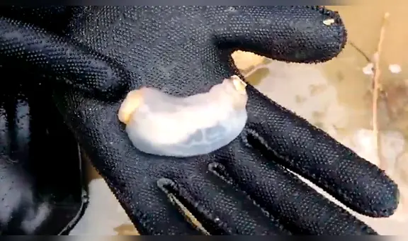 YouTube viral: encuentran a una misteriosa criatura que come piedras y las convierte en arena [VIDEO]