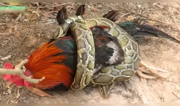 YouTube viral: enorme serpiente intenta devorar a gallo y arriesgado niño aparece para salvarlo [VIDEO]
