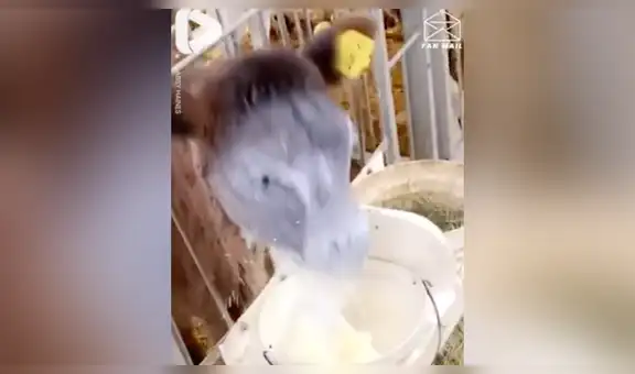 Vaca bebé tiene particular manera de alimentarse y conmueve a miles con tierno gesto [VIDEO]