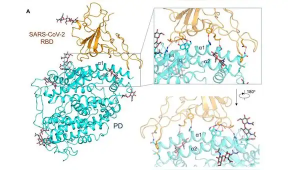 Investigan una proteína que podría ‘desarmar’ al coronavirus