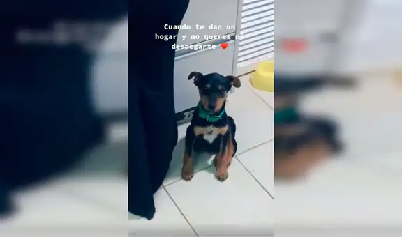 Adopta un pequeño perro y este no se separa de ella para demostrarle todo su cariño [VIDEO]