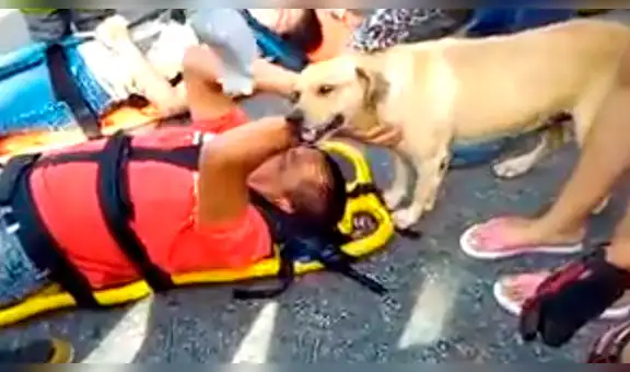 Perro conmueve al no querer abandonar a su dueño, quien sufrió un trágico accidente [VIDEO] 