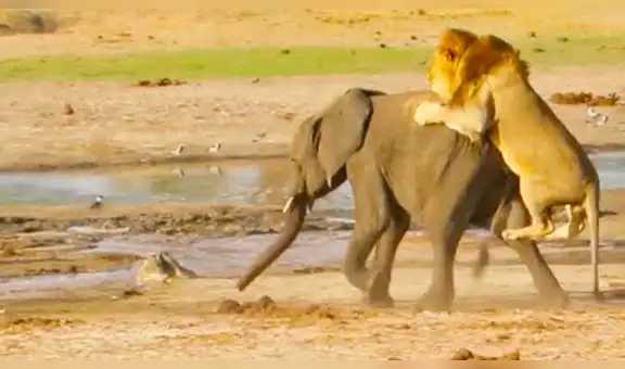 León aprovecha que elefante se separa de su manada para atacarlo por la espalda [VIDEO]