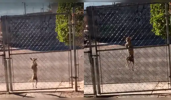 Perro chihuahua tiene emotiva reacción al ver a su amo y trapa enormes rejas para ‘saludarlo’ [VIDEO]