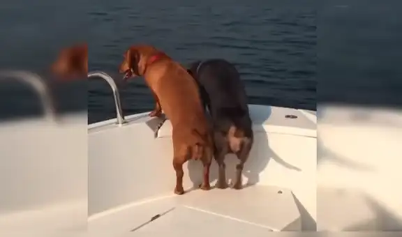 Perro se emociona de forma curiosa al conocer el mar por primera vez y cautiva a miles [VIDEO]