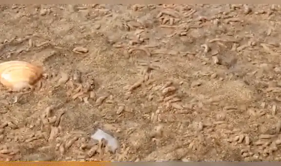 Cientos de gusanos acuáticos de inquietante aspecto invadieron una playa brasileña [VIDEO]