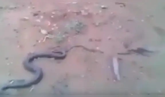 Chico encuentra enorme serpiente, se acerca y descubre que estaba pariendo a sus crías [VIDEO]