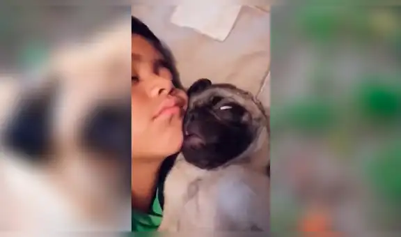 Mujer deja solo a su perro pug en casa y cuando regresa lo halla en cómica escena [VIDEO]