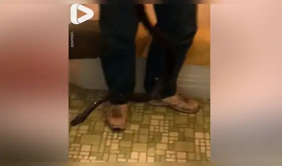 Escucha extraños sonidos en su baño, revisa y encuentra aterradora criatura viva en su inodoro [VIDEO]