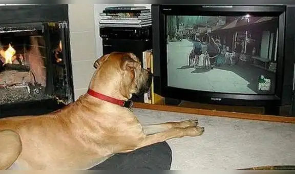 ¿Mi perro entiende lo que ve en la televisión? Estudio científico derriba algunos mitos