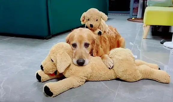 Perro ve que lavan sus peluches y se sienta al lado para esperar a que sequen