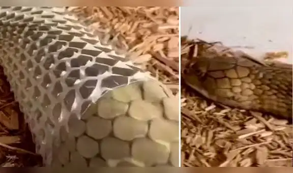 Graba momento en que enorme serpiente muda de piel y escena es espeluznante 
