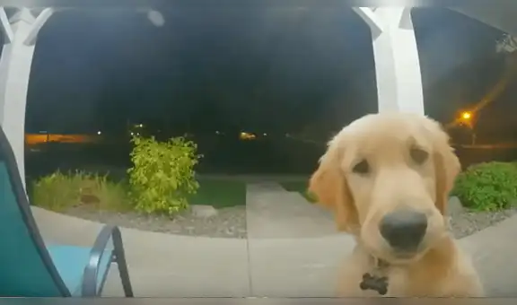 Perro toca timbre del hogar de su dueña tras escapar para jugar en la calle con sus 'amigos’ [VIDEO]