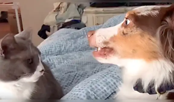 YouTube: Gato puede “matar con la mirada” y queda registrado en video
