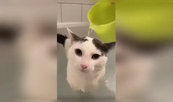 Mujer intenta bañar a su gato por primera vez y este tiene una inesperada reacción [VIDEO]