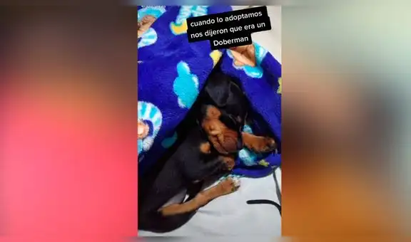 Creyó haber adoptado a perro doberman, pero con el tiempo descubrió que fue estafada [VIDEO]