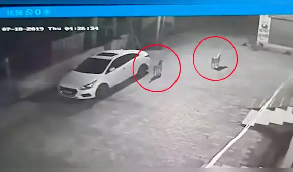 YouTube viral: perros callejeros salvan la vida de una bebé abandonada en un desagüe [VIDEO]
