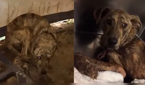 Facebook: encuentra perro callejero con herida mortal, decide adoptarlo y le cambia la vida [FOTOS]