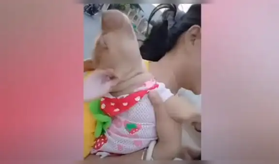 Perro pitbull viaja por primera vez en motocicleta y tiene singular conducta para perder el miedo [VIDEO]