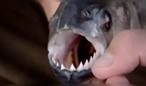 Letal criatura muerde anzuelo y osado pescador descubre su misteriosa identidad [VIDEO]