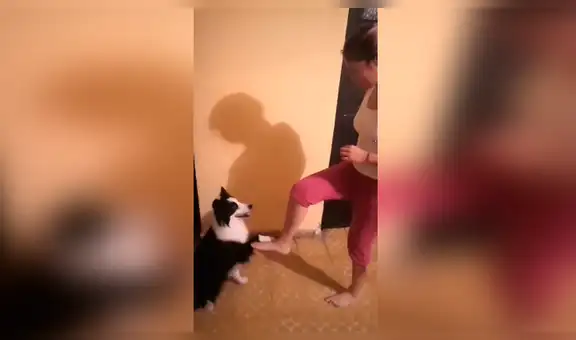 Perro realiza reto de TikTok junto a su dueña y obtienen un divertido resultado [VIDEO] 
