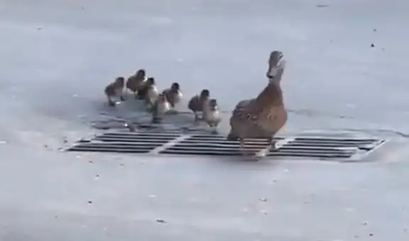 Patitos caen en una alcantarilla y un hombre los rescata para que se reúnan con su madre [VIDEO]