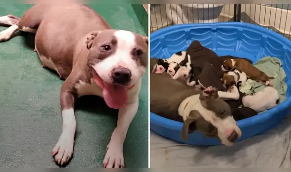 Familia acoge a perrita embarazada y al poco tiempo da a luz a 10 cachorros [VIDEO]