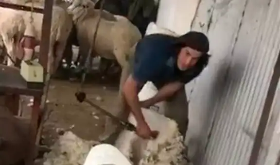 Edinson Cavani esquila ovejas durante cuarentena en Uruguay [VIDEO]