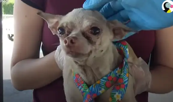 Hallan a perro callejero en condiciones deplorables, lo alimentan y ahora luce diferente [VIDEO]