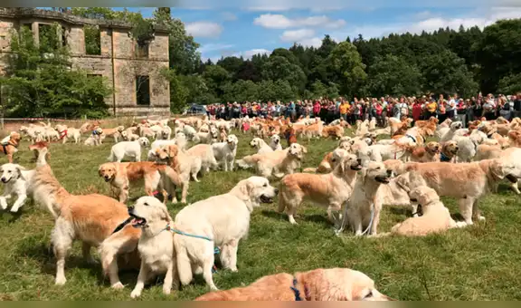 Instagram: masiva reunión de golden retrievers es lo más hermoso que verás hoy [FOTOS]